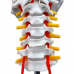 Cervical Spinal Column